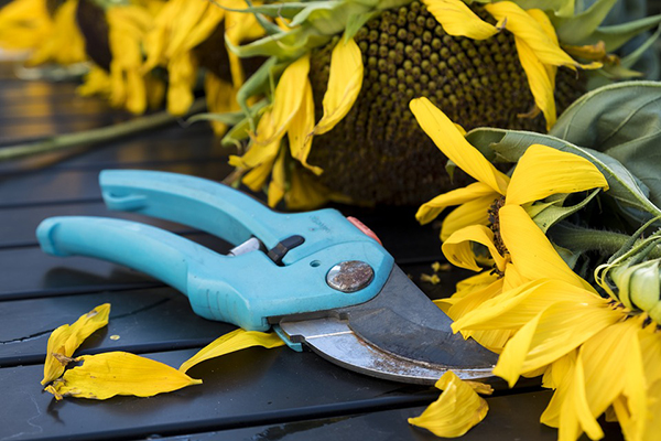 Floral Design Tool - Floral Cutters for floral design