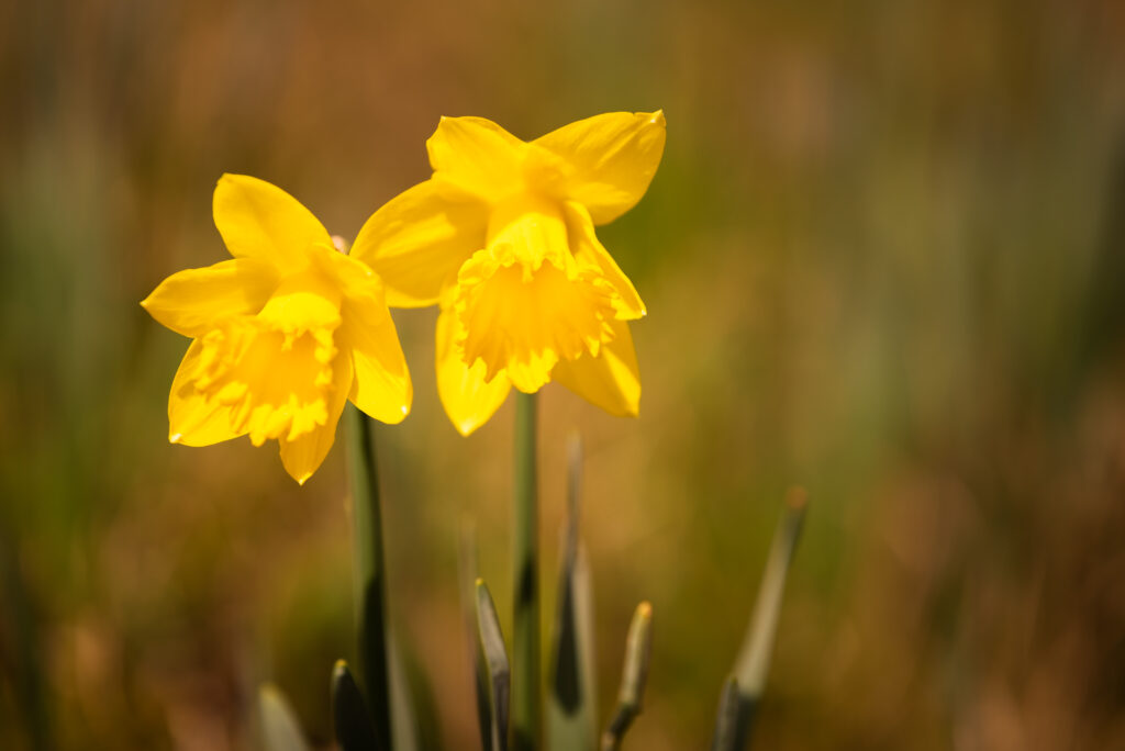 easter flowers