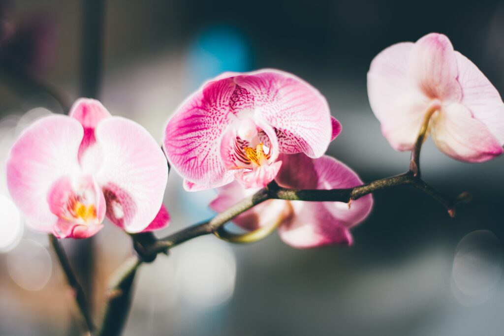 Rachel Cho Flowers | Floral Designer | blog