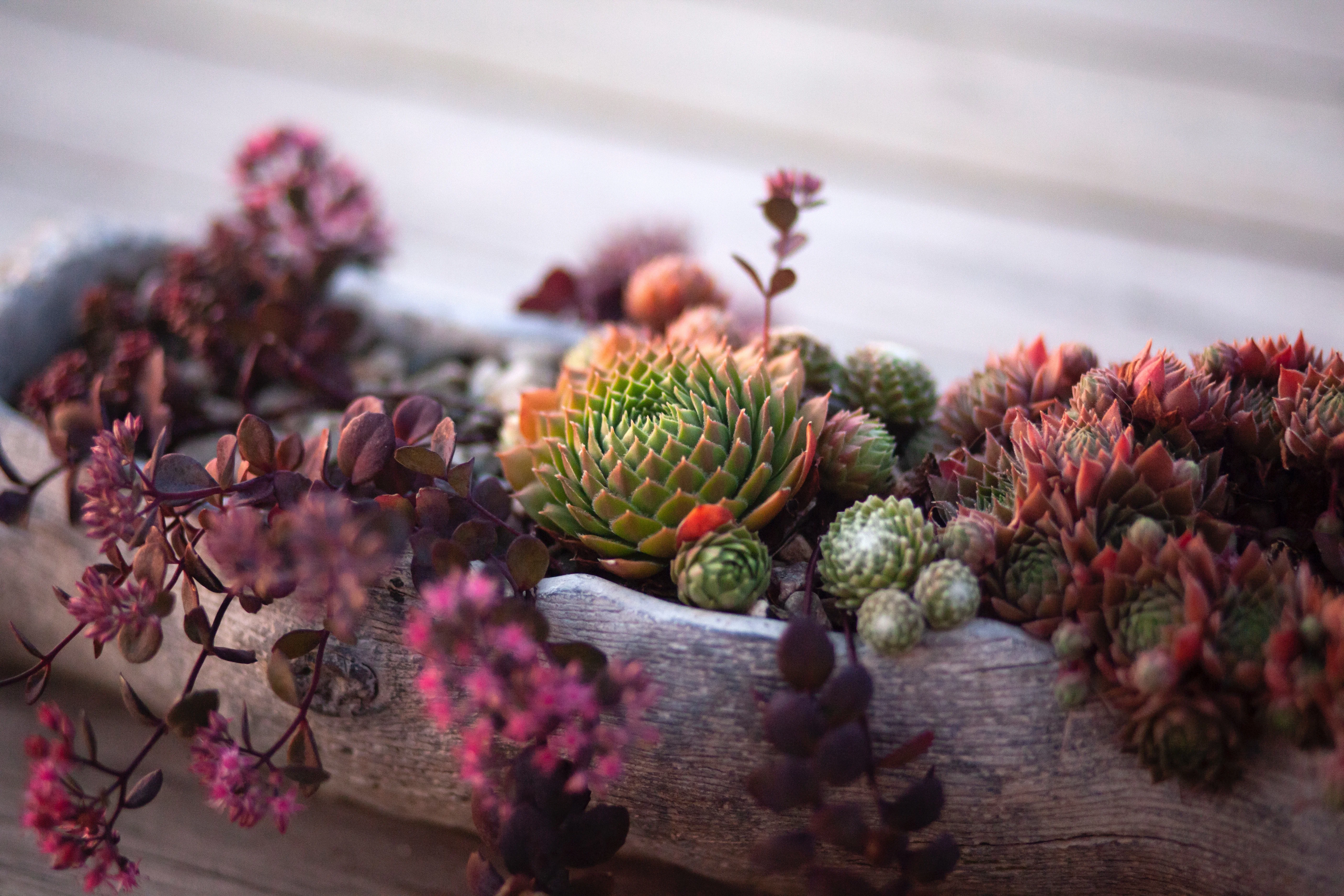 How to Make Your Own Indoor Succulent Garden