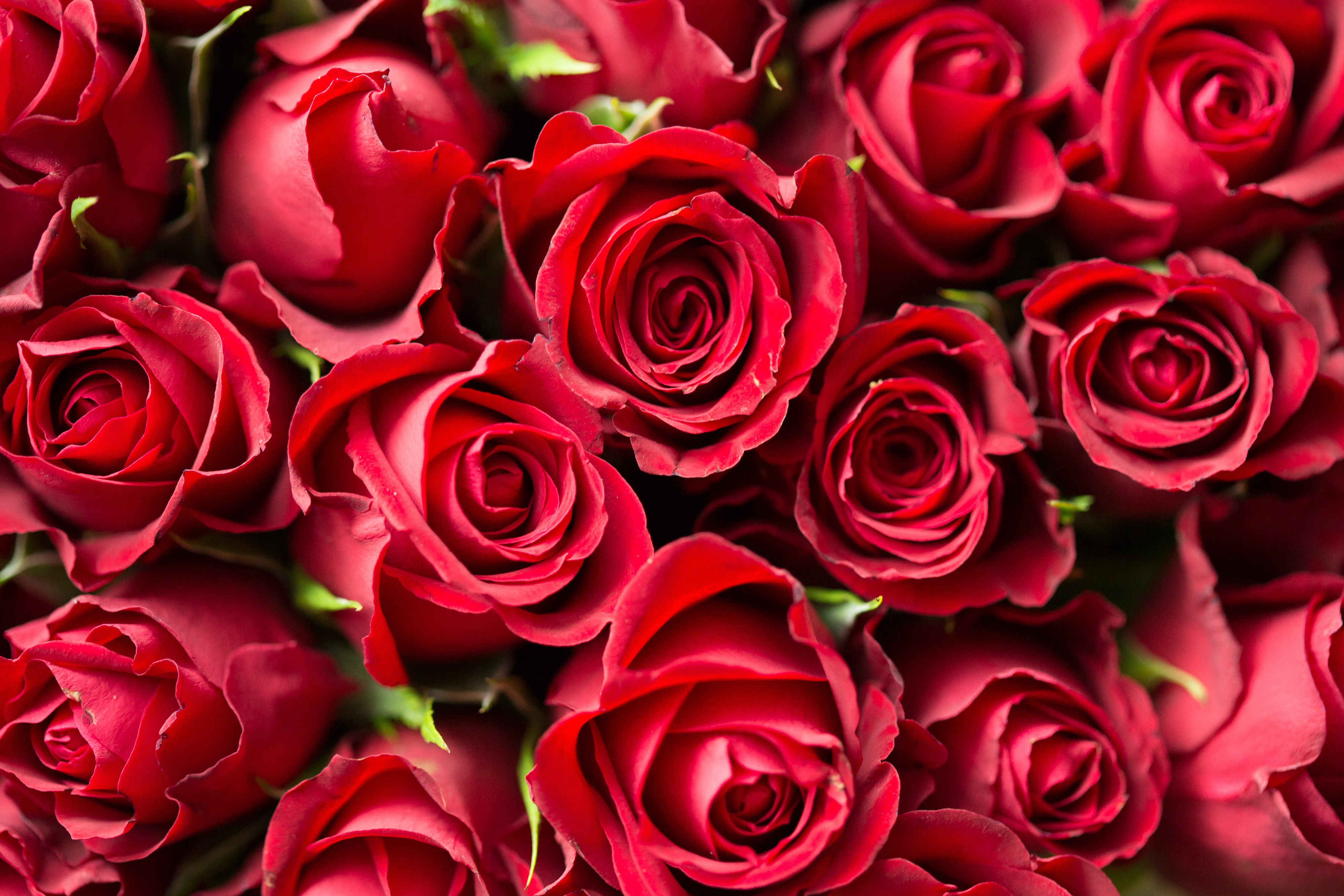 Why Red Roses Are Associated with Romance and Love