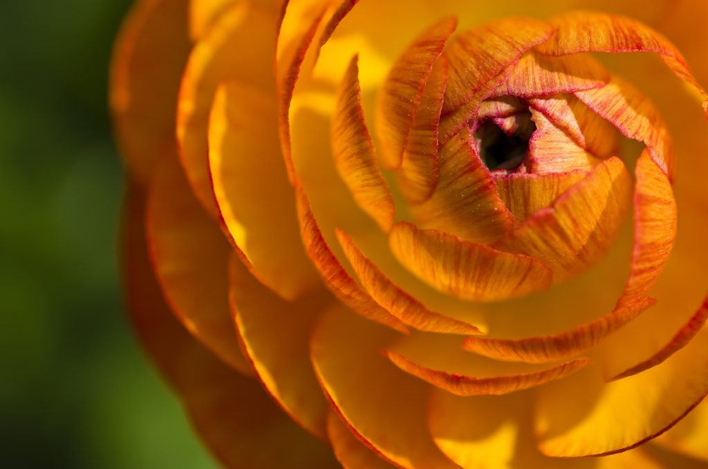 Rachel Cho Flowers | Floral Designer | blog