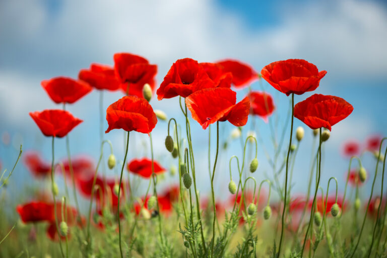 Learn About August’s Birth Flower: The Poppy - Rachel Cho Floral Design