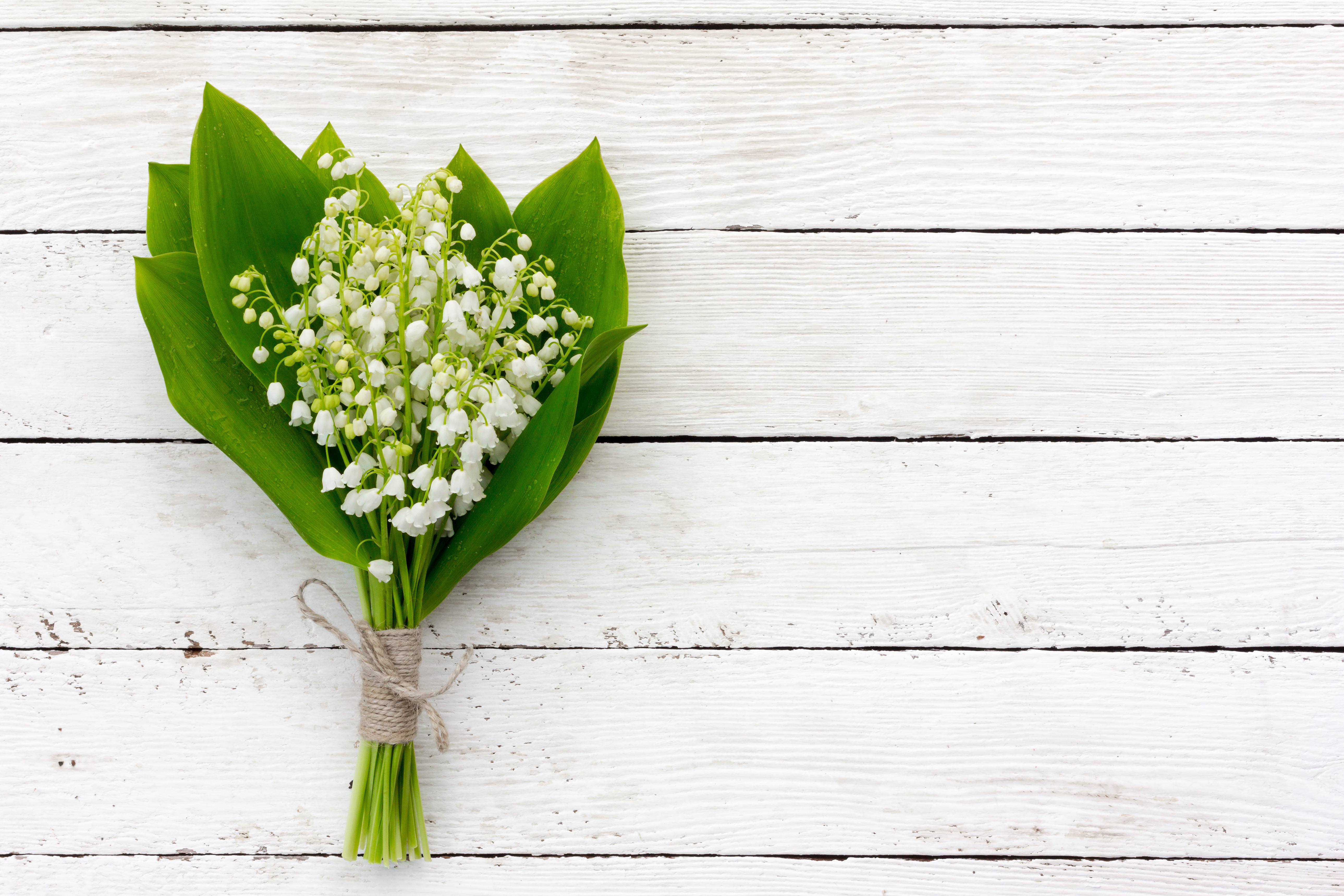 Spotlight on May's Birth Flower: Lily of the Valley ...