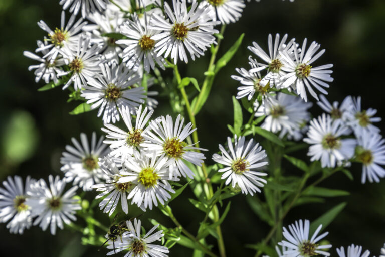 Asters What Does September's Birth Flower Mean? Rachel Cho