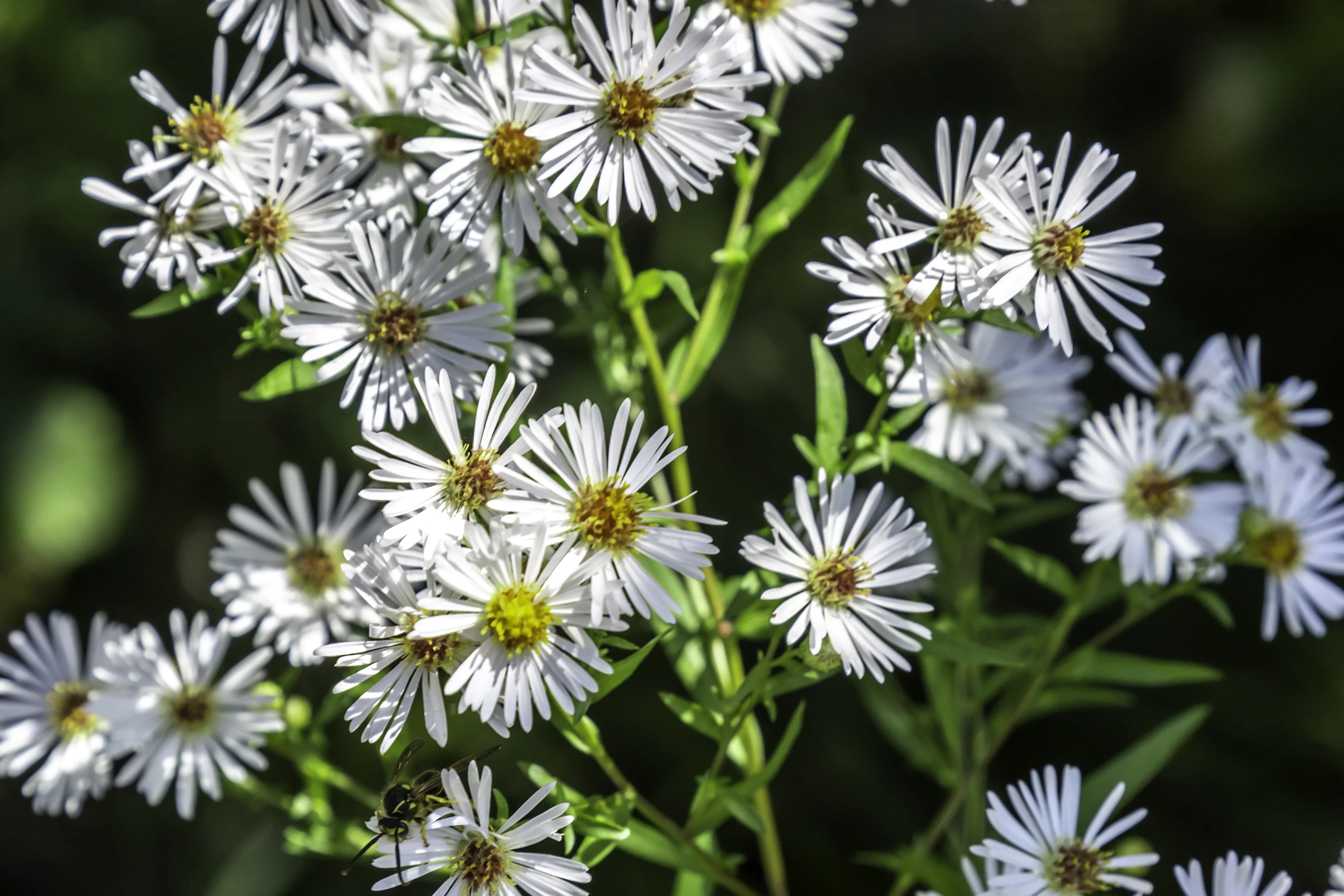 Rachel Cho Flowers | Floral Designer | aster