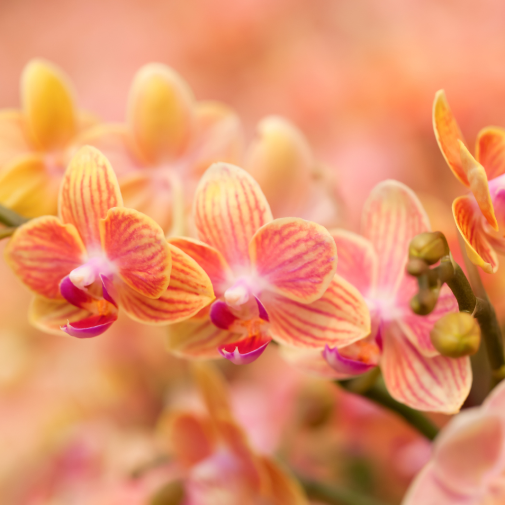 orchids are pet-friendly plants