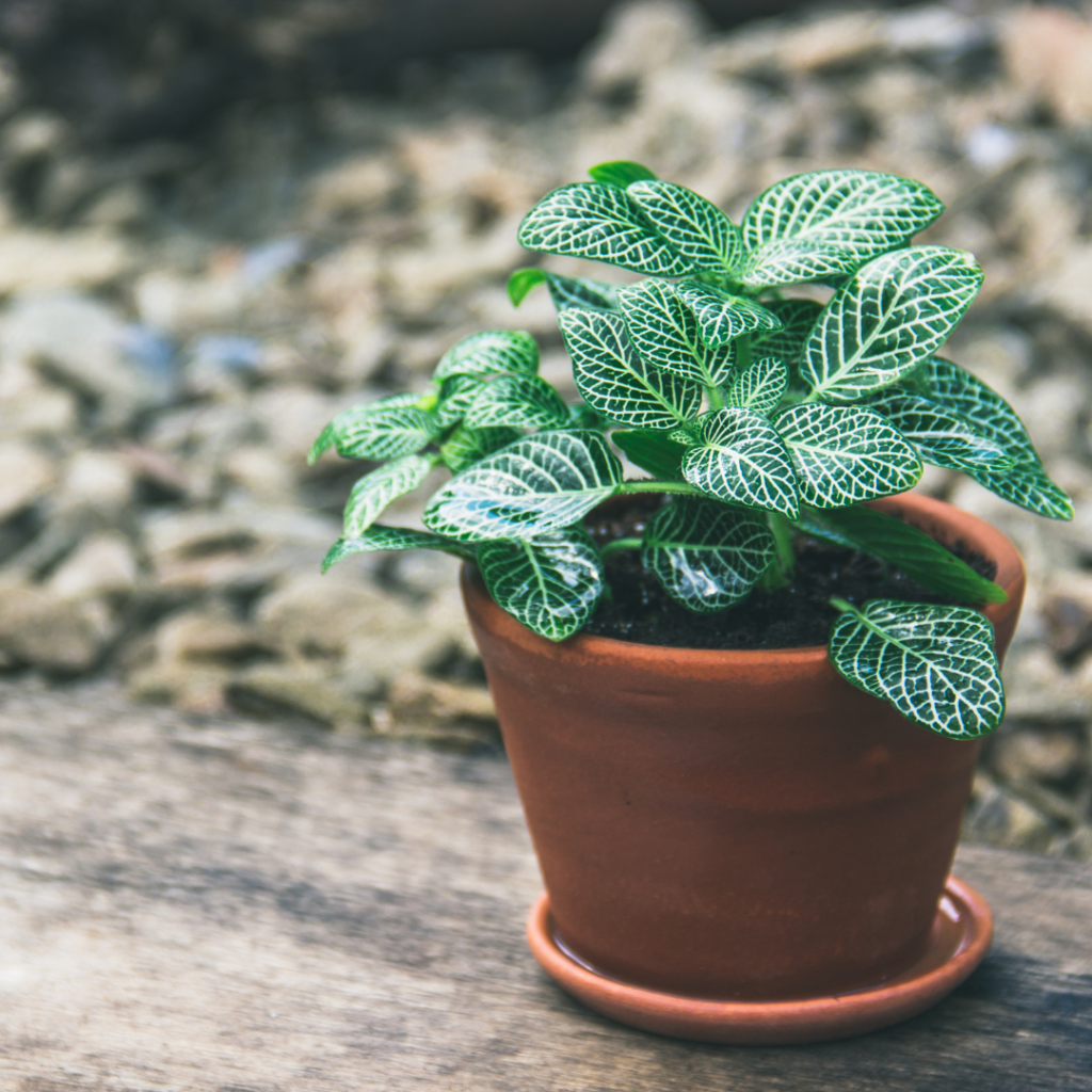 mosaic plants are pet-friendly plants