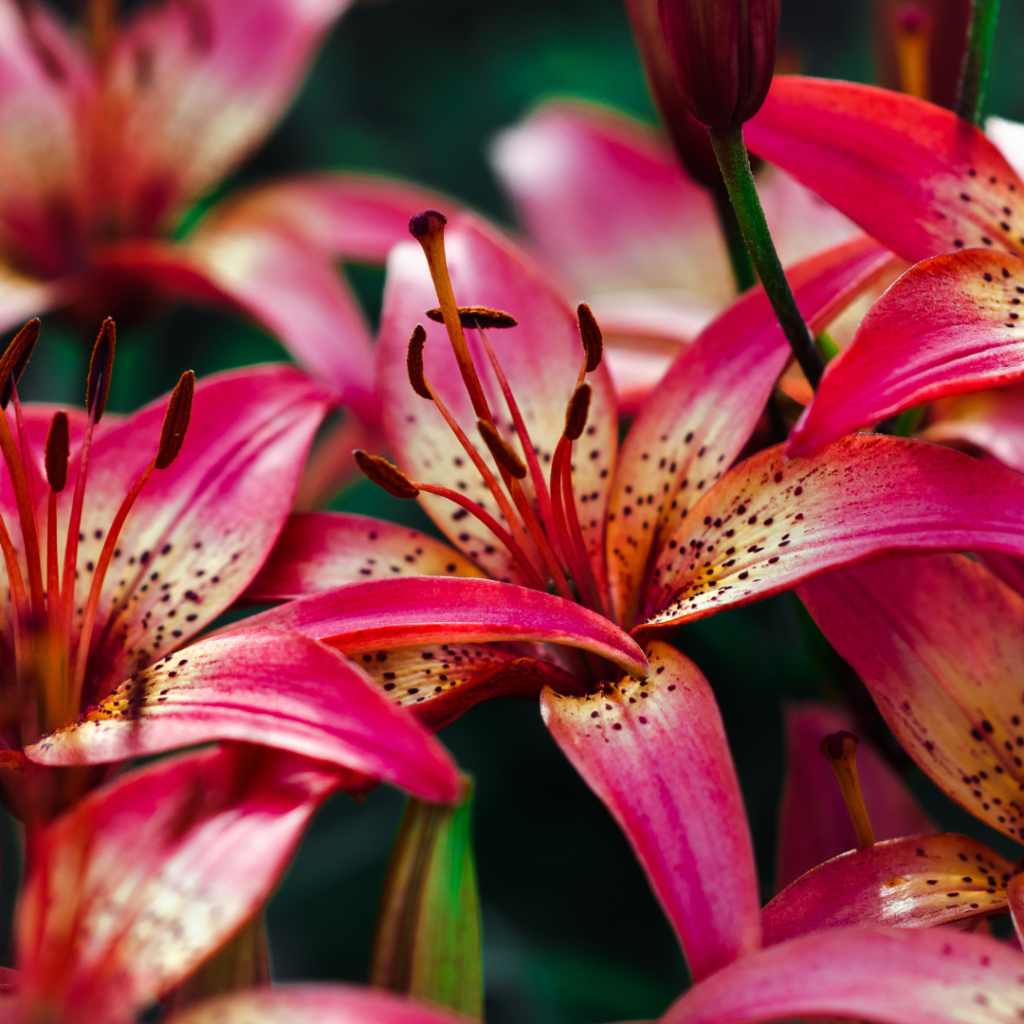 lilies are not pet-friendly plants