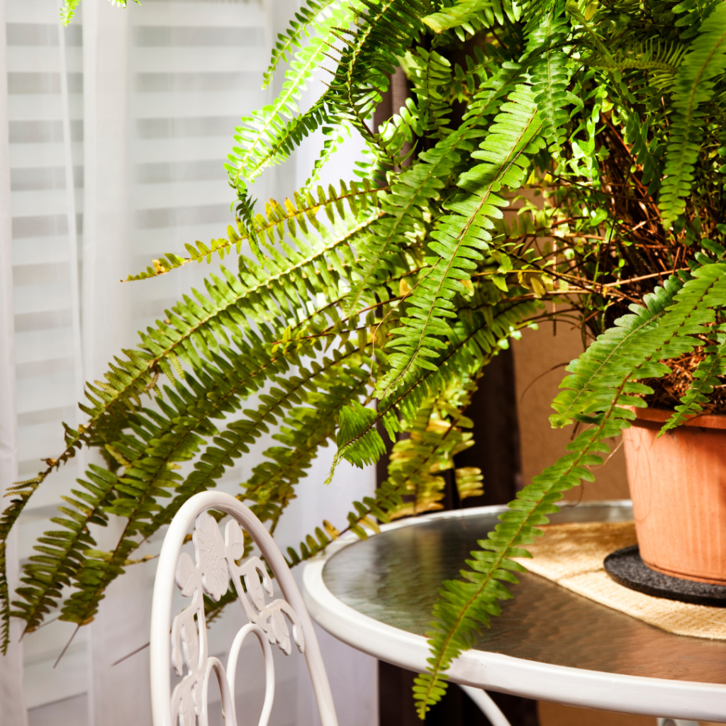 boston fern is a pet-friendly plant