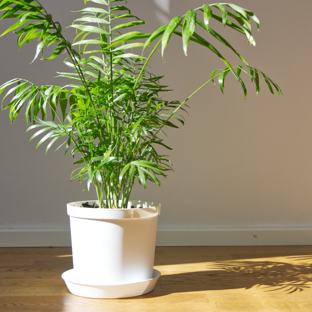 parlor palm is a pet-friendly plant