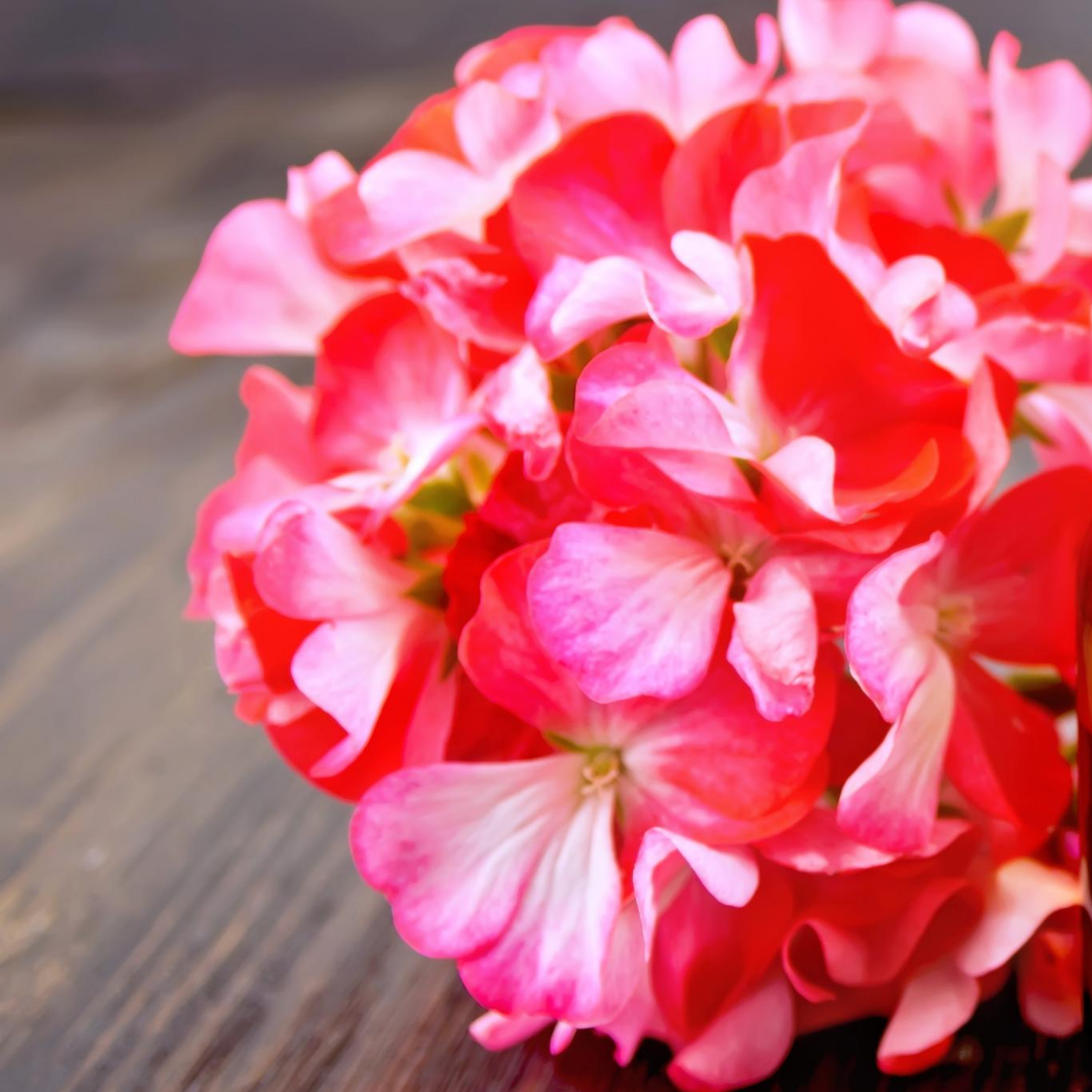 The Best Flower Gift For Each Wedding Anniversary Rachel Cho Floral Design