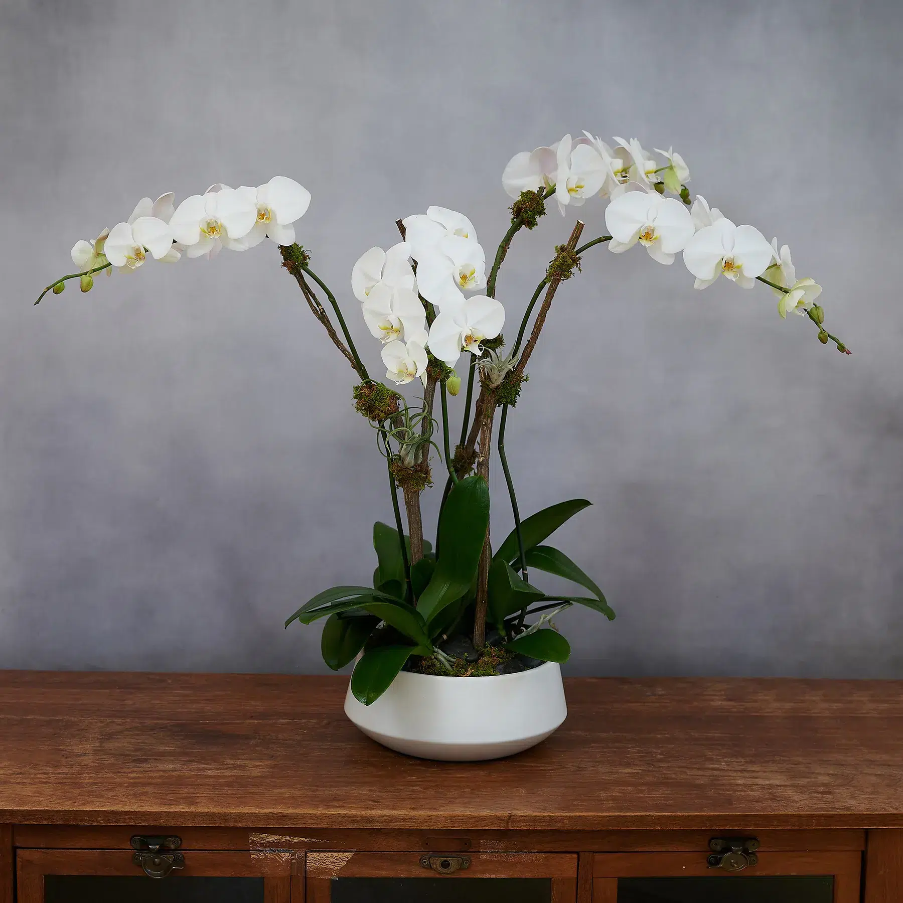 Phalaenopsis Orchids - Rachel Cho Floral Design